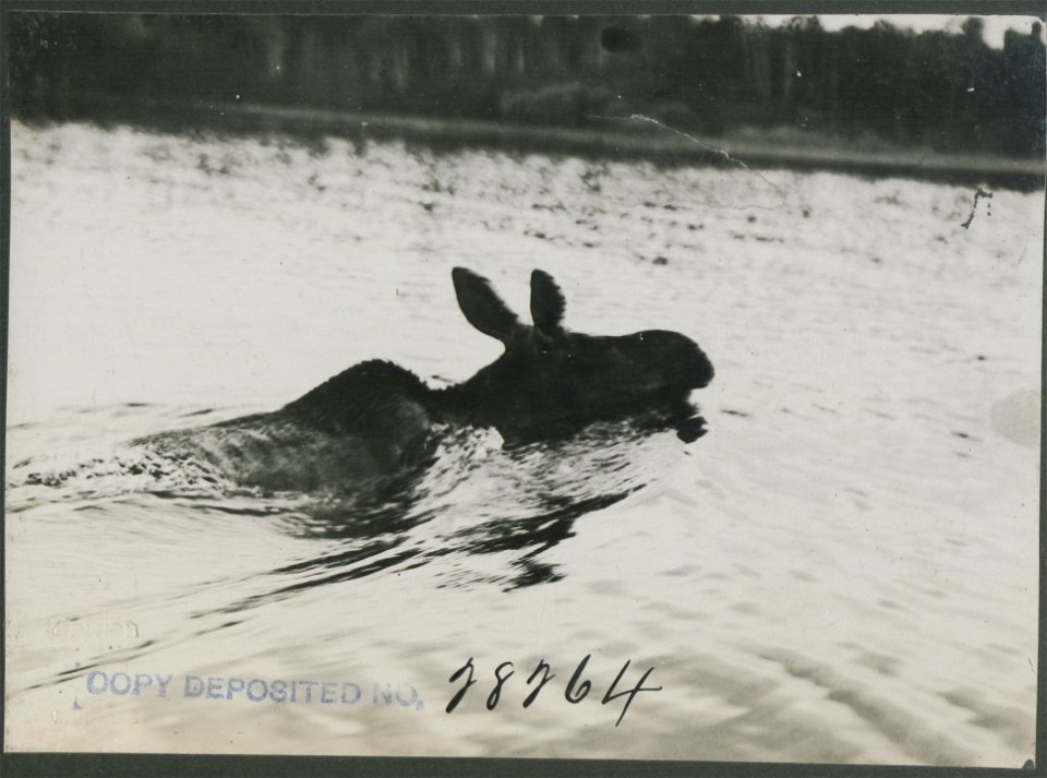 Side view of cow moose swimming.