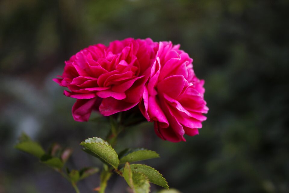 Bloom flora flower garden