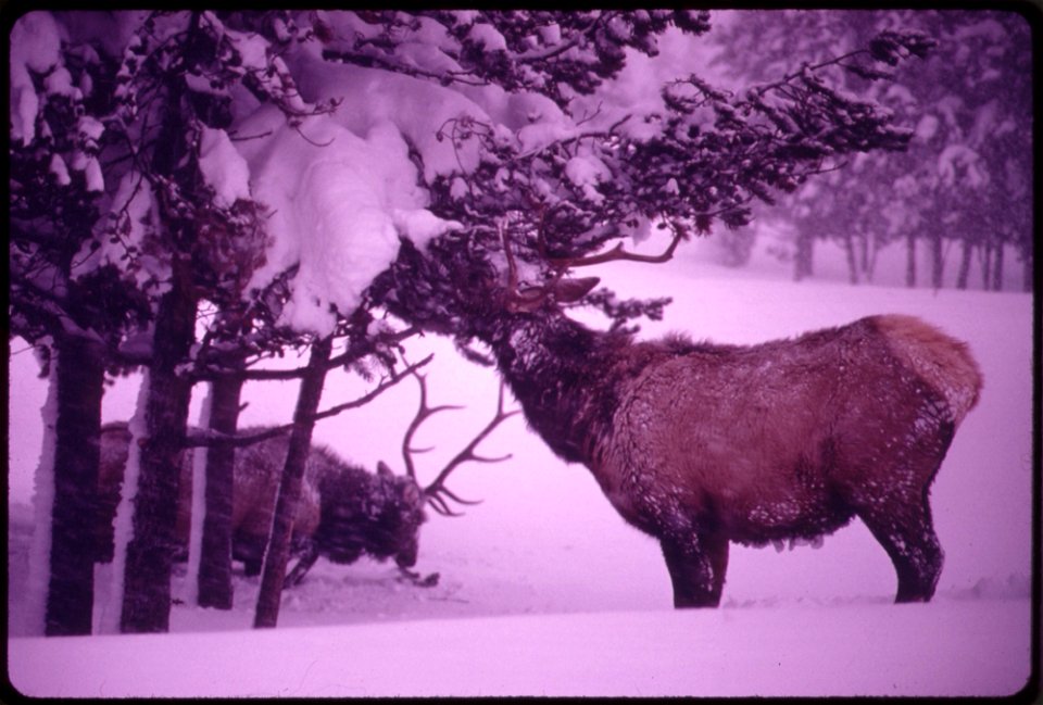 ELK EATING EPIPHYSES ON A PINE IN ISH RIVERS COUNTRY OF THE PACIFIC NORTHWEST. NEAR SEATTLE