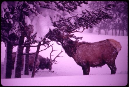 ELK EATING EPIPHYSES ON A PINE IN ISH RIVERS COUNTRY OF THE PACIFIC NORTHWEST. NEAR SEATTLE