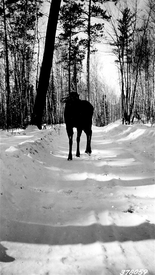 Photograph of Angry Cow Moose