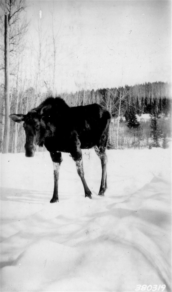 Photograph of Moose