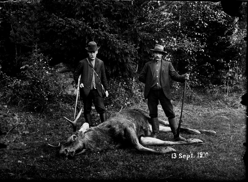 Älgjakt. Två jägare bredvid skjuten älg.  Oppunda härad, Julita socken, Södermanland.