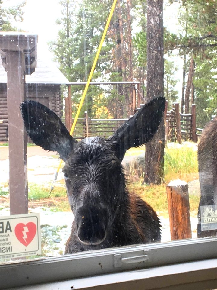 This baby moose peeked in the window of the Burgess Ranger Station last weekend.