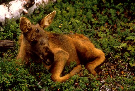 Image title: Moose calf animal on ground
Image from Public domain images website, http://www.public-domain-image.com/full-image/fauna-animals-public-domain-images-pictures/deers-public-domain-images-p