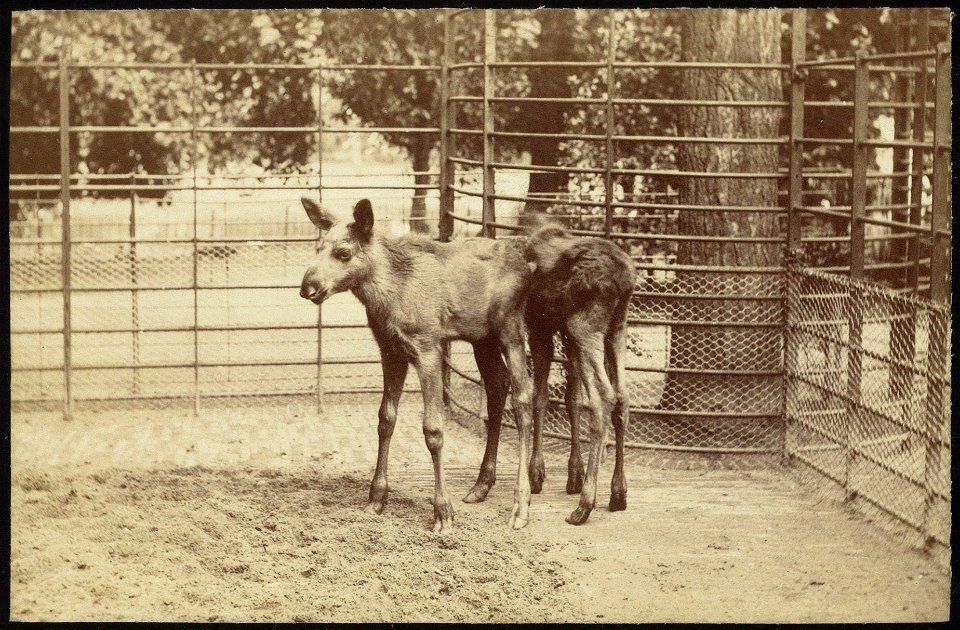 Beschrijving Artis, twee elandveulens
Documenttype foto
Vervaardiger Oosterhuis, Gustaaf (1858-1938)
Collectie Archief van het Koninklijk Zoölogisch Genootschap Natura Artis Magistra
Datering 1890 t/m