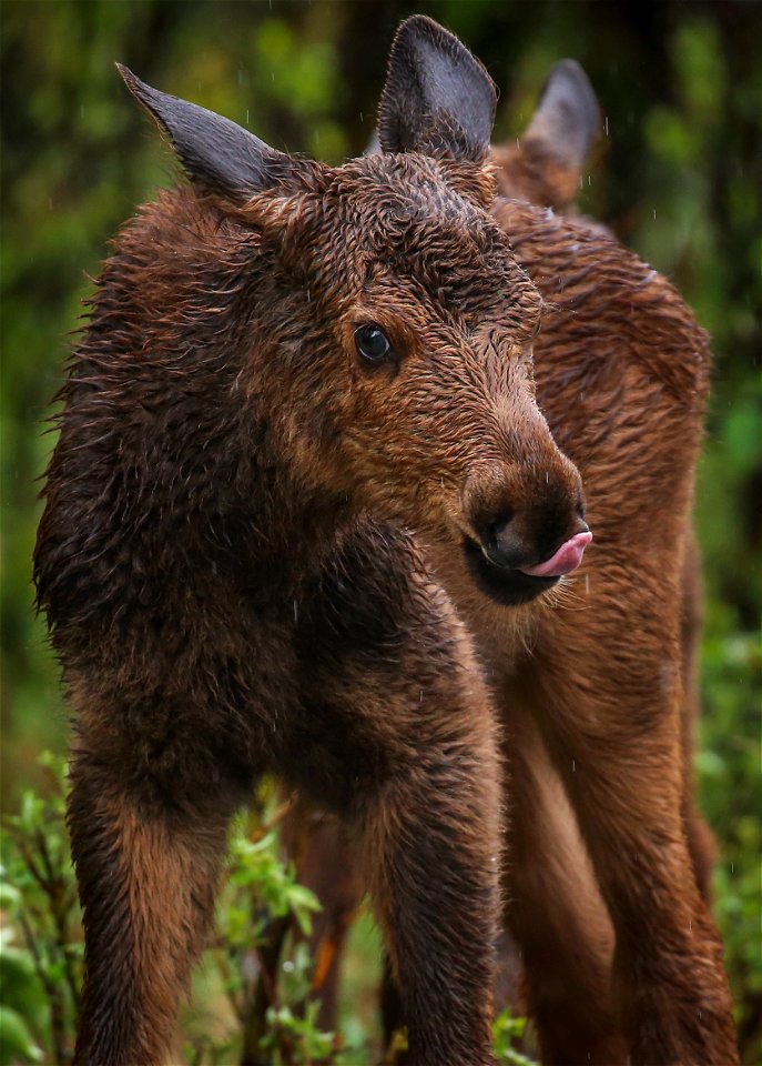 Moose Calf
