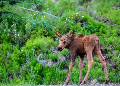 Enjoy Sunday morning with #mypubliclandsroadtrip and some of our favorite wildlife from BLM Alaska lands. Photo by Bob Wick, BLM photo