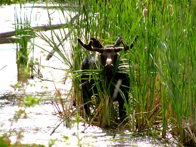 04_0714_moose 005