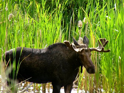 04_0714_moose 011