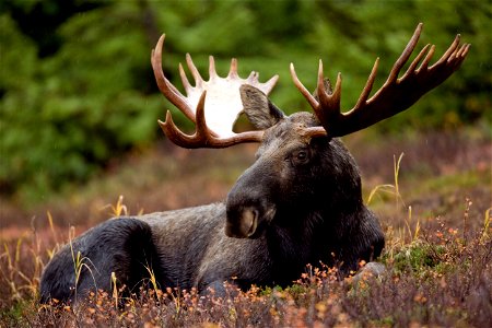Image title: A bull moose animal mammal
Image from Public domain images website, http://www.public-domain-image.com/full-image/fauna-animals-public-domain-images-pictures/deers-public-domain-images-pi