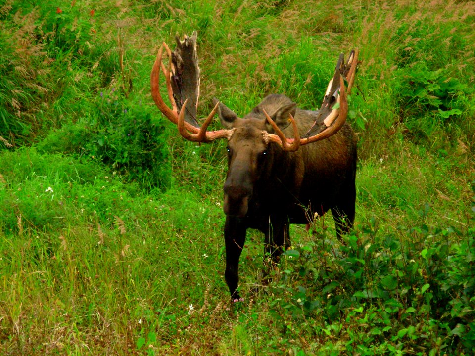 Bull moose still having velvet on antlers. This guy could cause some serious damage.