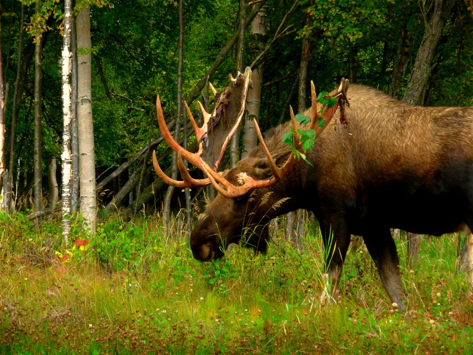 Bull moose still having velvet on antlers. This guy could cause some serious damage. Alaska, Anchorage area. 2006 September 8.