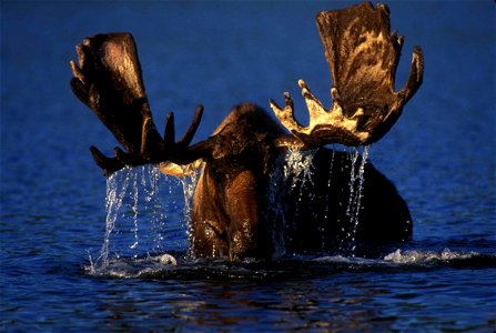 Image title: Bull moose browsing in an alaskan tundra pond
Image from Public domain images website, http://www.public-domain-image.com/full-image/fauna-animals-public-domain-images-pictures/deers-publ