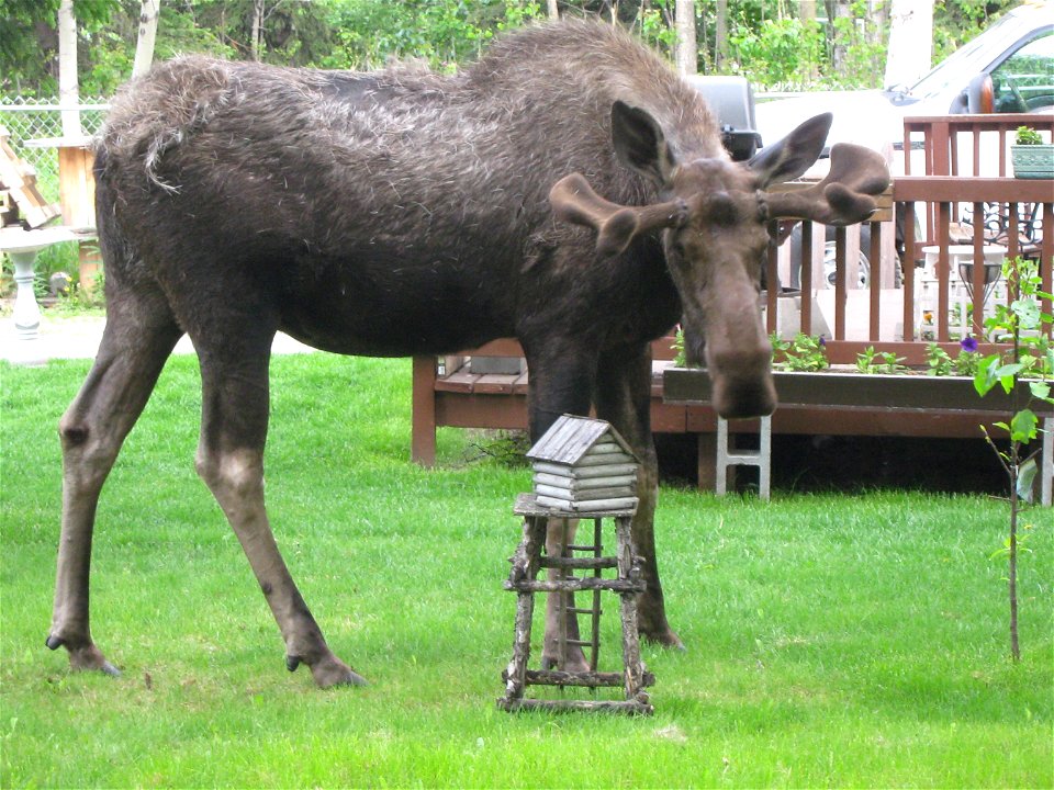 Bull moose in a yard in Anchorage, Alaska, growing new antlers and shedding its winter coat