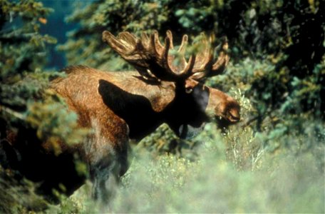 Image title: Bull moose in vegetation Image from Public domain images website, http://www.public-domain-image.com/full-image/fauna-animals-public-domain-images-pictures/deers-public-domain-images-pict photo