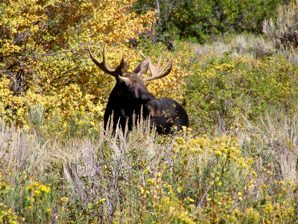 First Canyon on the Manti-La Sal National Forest. Photo by Corinne Dalton, September 28, 2011. Credit: US Forest Service.