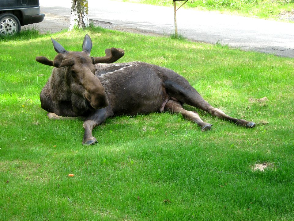 Bull moose laying on a lawn in Anchorage, Alaska.