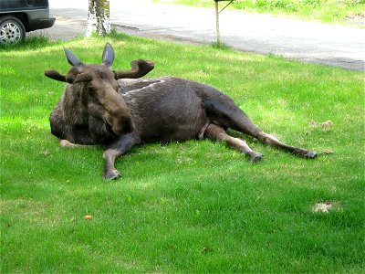 Bull moose laying on a lawn in Anchorage, Alaska.