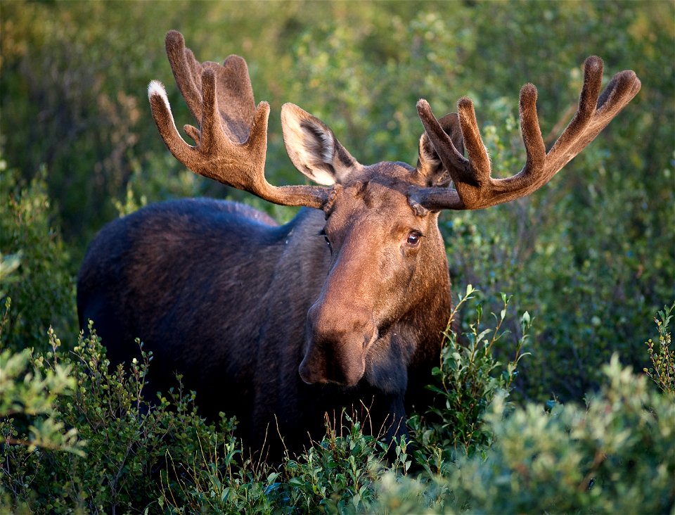 Bull moose in Denali National Park