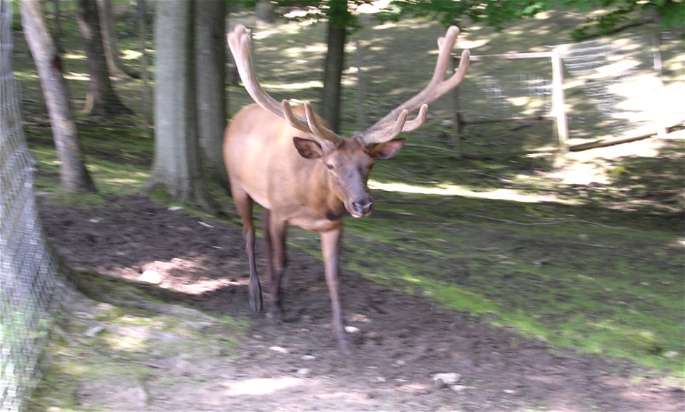 I managed to snap this shot before sprinting away and leaping over the fence.