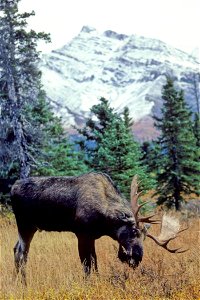 Image title: Grazing bull moose Image from Public domain images website, http://www.public-domain-image.com/full-image/fauna-animals-public-domain-images-pictures/deers-public-domain-images-pictures/m photo