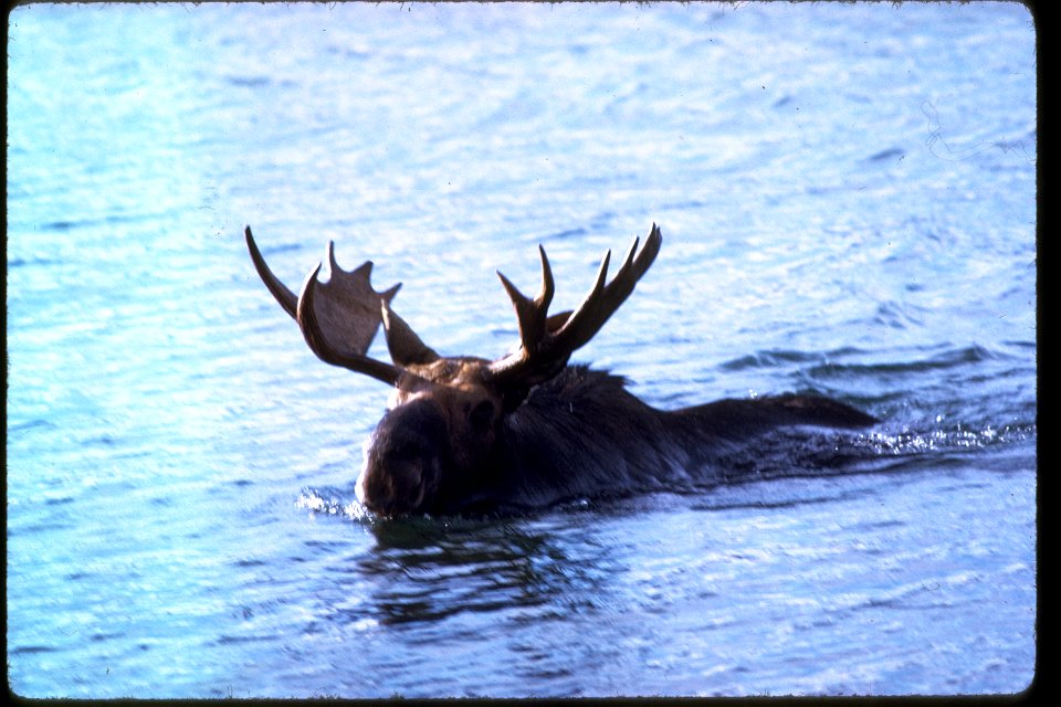 Isle Royale National Park
Description  Isle Royale’s physical isolation and primitive wilderness challenged human use for centuries; ironically today it has become the Island’s main attraction. Access