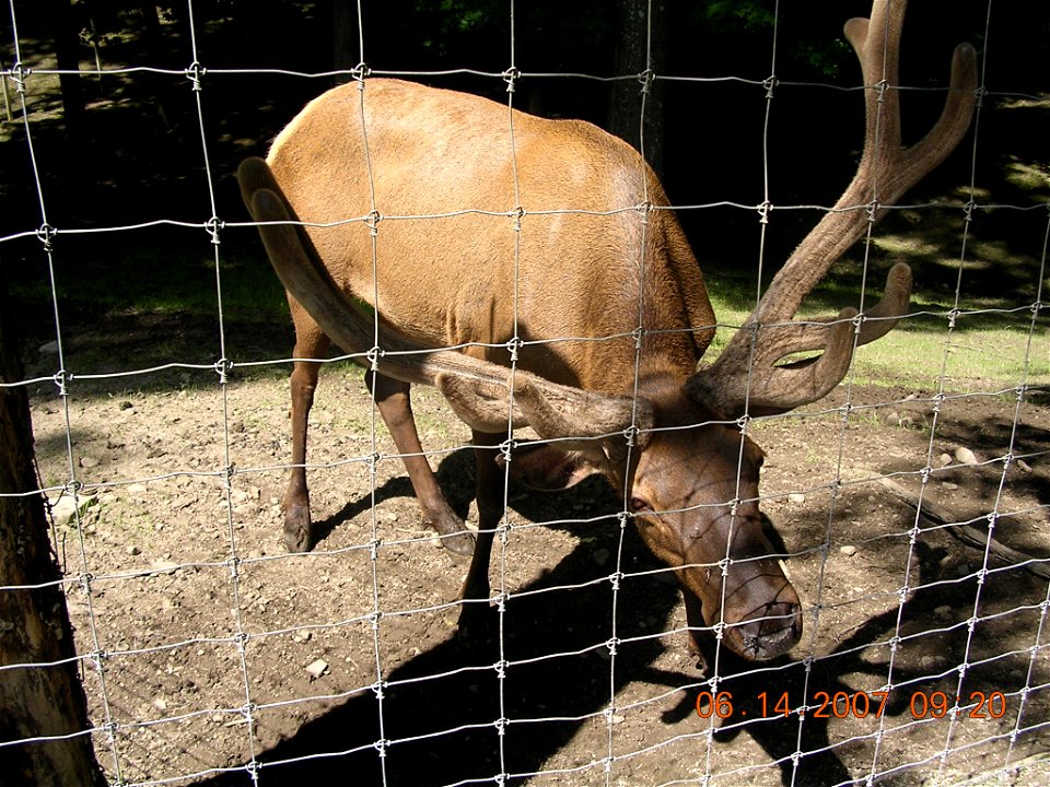 Alces alces: Moose (North America) or Eurasian elk (Europe)