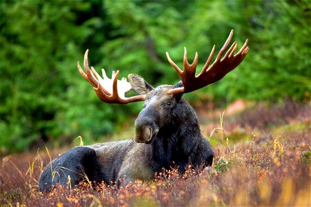 A male moose takes a rest in a field during a light rainshower.