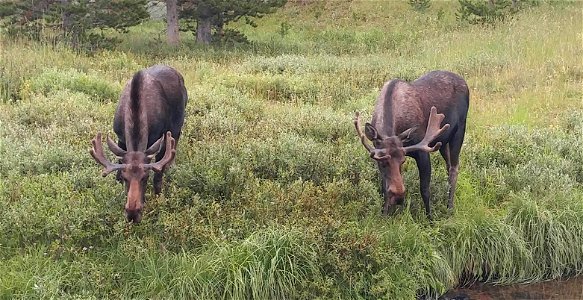 The Moose Brothers hanging out near the Woodrock Guard Station.