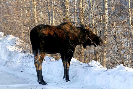 Image title: Moose animal at snow alces alces
Image from Public domain images website, http://www.public-domain-image.com/full-image/fauna-animals-public-domain-images-pictures/deers-public-domain-ima