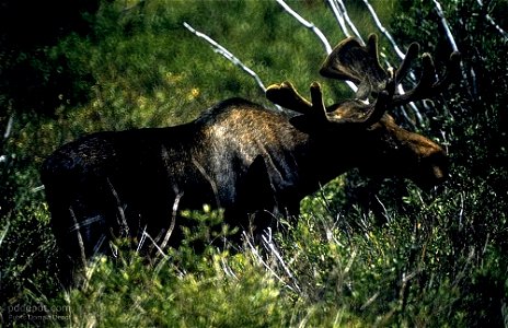 Image title: Moose Canadian animal
Image from Public domain images website, http://www.public-domain-image.com/full-image/fauna-animals-public-domain-images-pictures/deers-public-domain-images-picture
