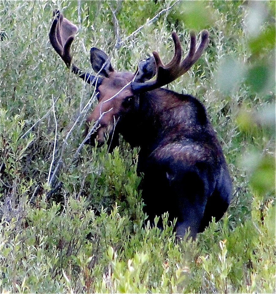 Colorado Bull Moose. Bull Moose in Willows, Gould.