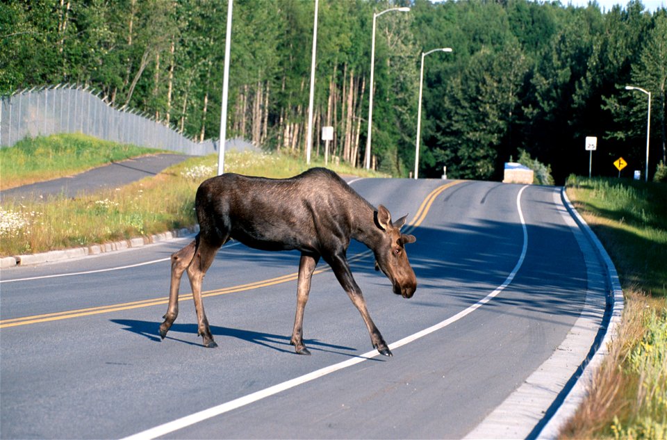 Moose (Alces alces) crossing a road, Alaska, USA