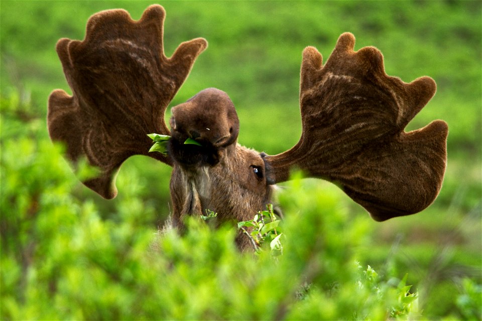 Browsing moose at Denali National Park and Preserve, AK, USA