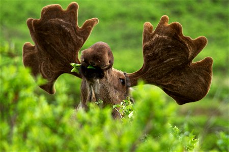 Browsing moose at Denali National Park and Preserve, AK, USA