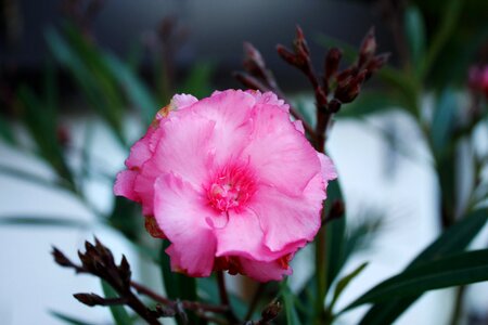 Nature bloom petal