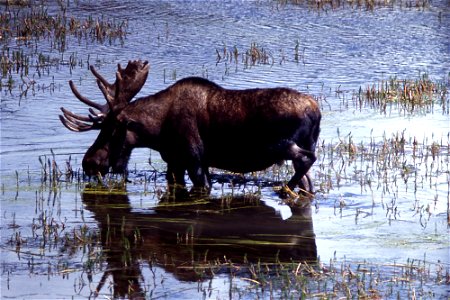 Moose in Hayden Valley, Yellowstone National Park photo