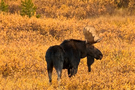 Wyoming has an unbelievable variety of world class wildlife. From grizzly bears to marmots, golden eagles to cutthroat trout, Wyoming offers something for everyone. BLM lands are vital to big game, up