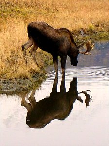 Alaskan moose drinking by the Seward Highway.