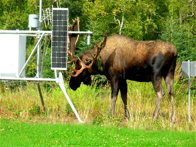 Moose finds new use for weather instruments at experimental Forest Service meteorological site. Alaska, Anchorage.