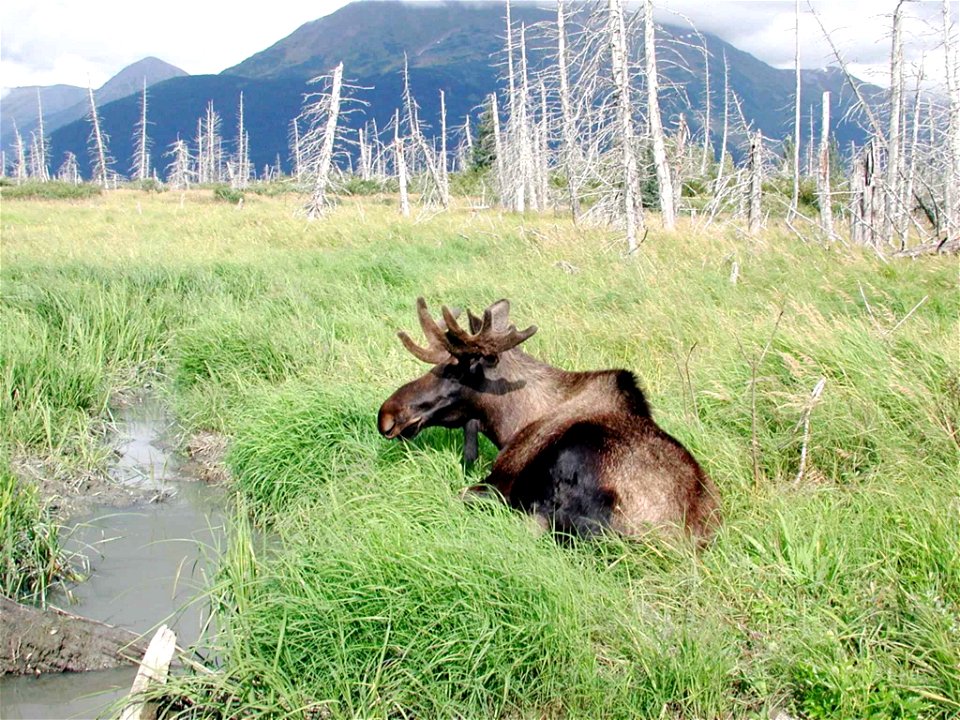 Image title: Young bull moose alces alces lies in grassy area near water
Image from Public domain images website, http://www.public-domain-image.com/full-image/fauna-animals-public-domain-images-pictu