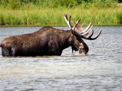 Moose feeds on aquatic plants in Glacier National Park, Montana. August 2013.
