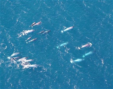 A pod of narwhals (Monodon monoceros) off Greenland. Note the long single tusks on many of these small whales.