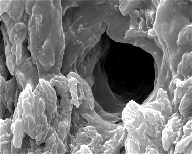A close-up of a tubule reveals a cave-like opening ultimately leading to inner nerves along the tusk core. (Magnified 10,000 times)
