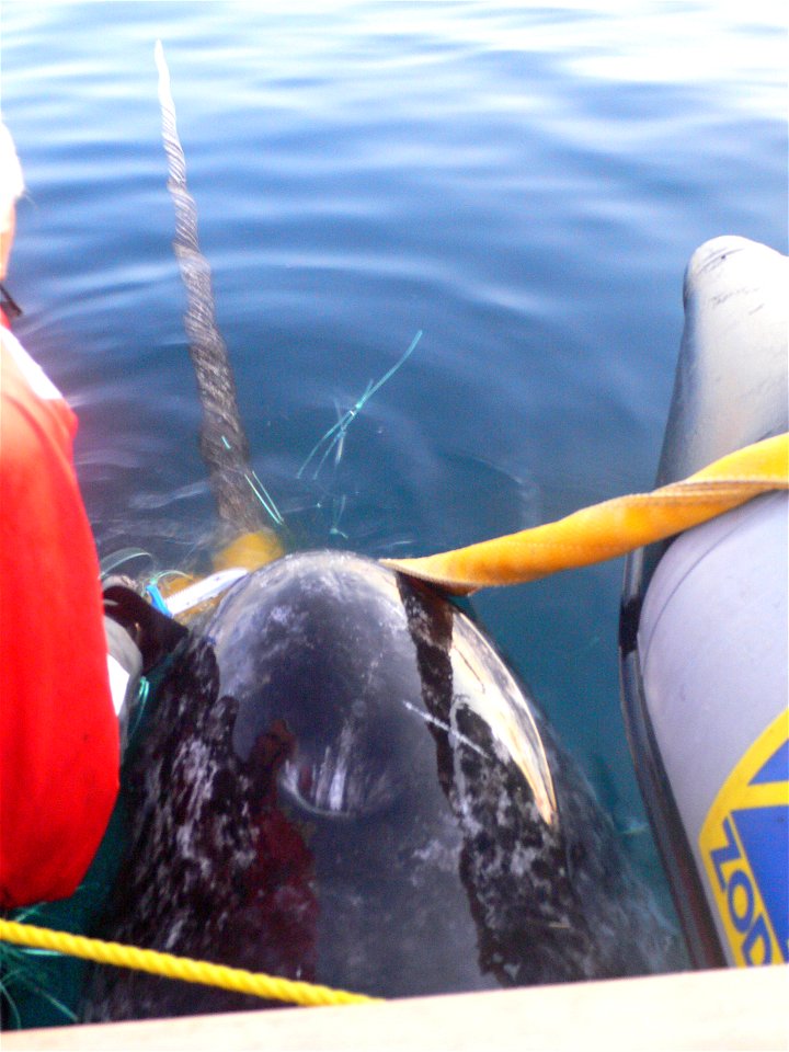 Photo of male narwhal captured and satellite tagged.