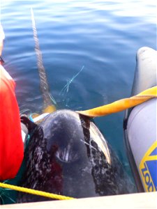 Photo of male narwhal captured and satellite tagged.