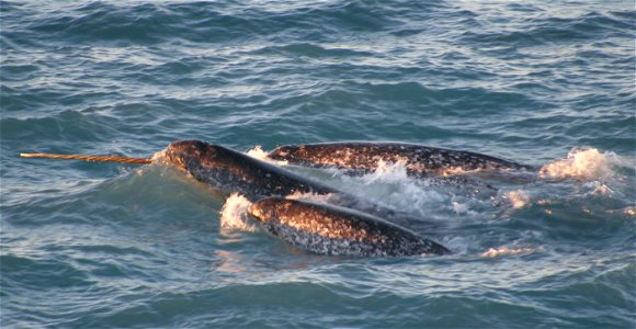 A pod of narwhals. Note the spiral configuration of the single tusk. photo