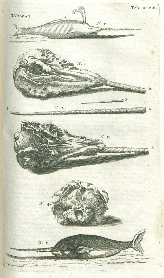 Historiae naturalis de piscibus et cetis libri V cum aeneis figuris