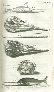 Historiae naturalis de piscibus et cetis libri V cum aeneis figuris